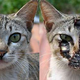 Illustration for article titled Terminate Yourself (Or Your Cat)